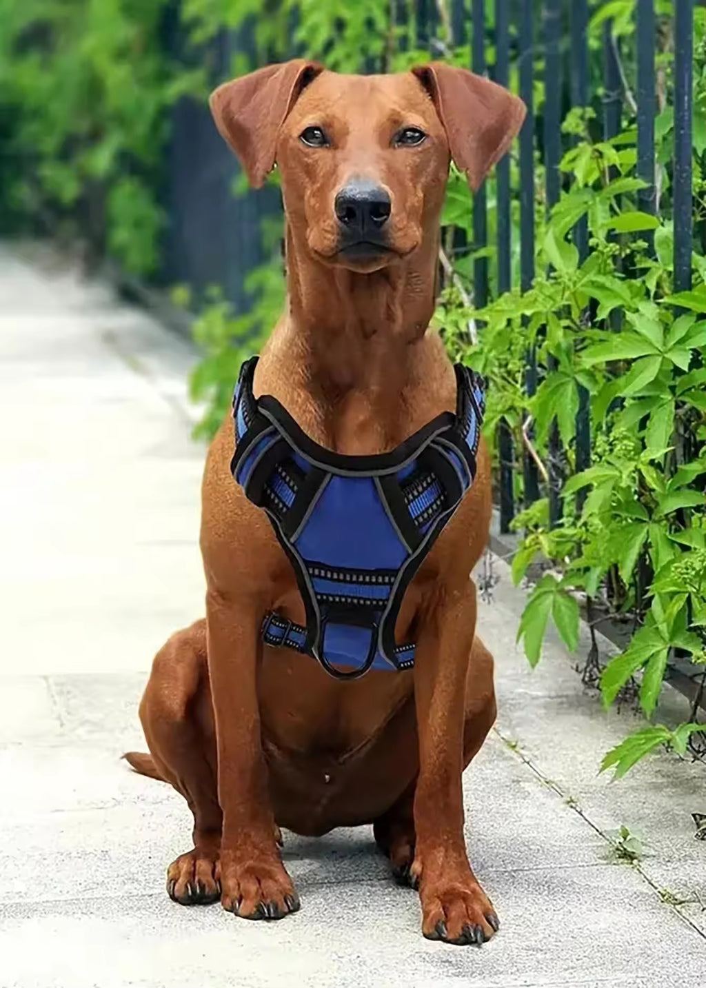 All-in-One Travel Kit for Dogs