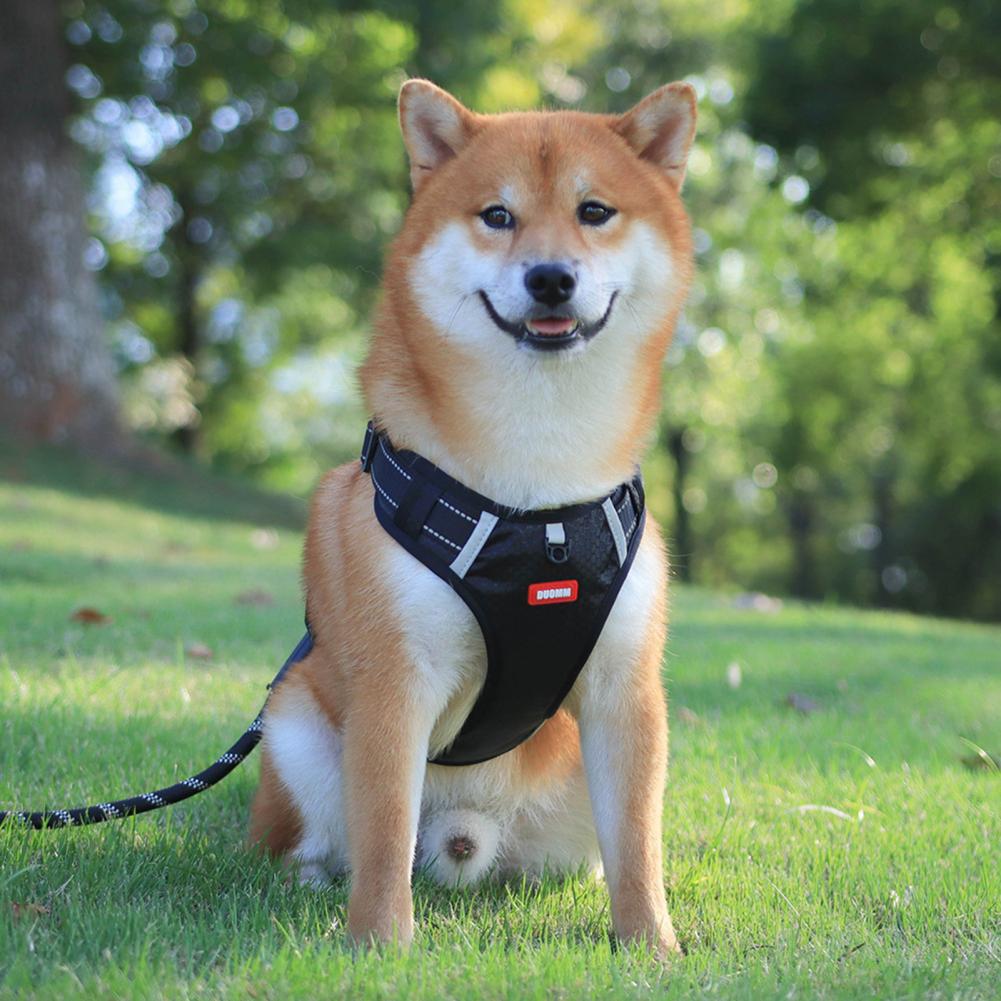 No-Pull Comfort Harness for Happy Dogs